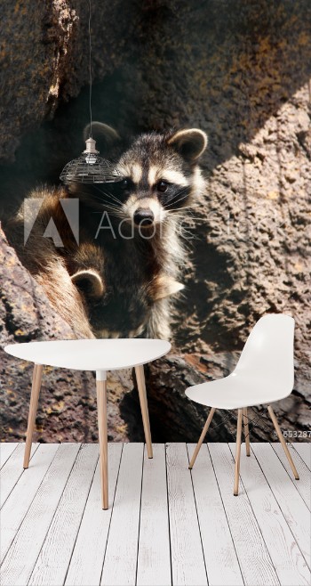 Picture of Raccoon in the zoo
